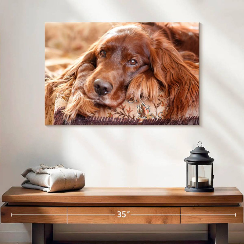 Setter irlandais Brampt, H 16 po x l 24 po