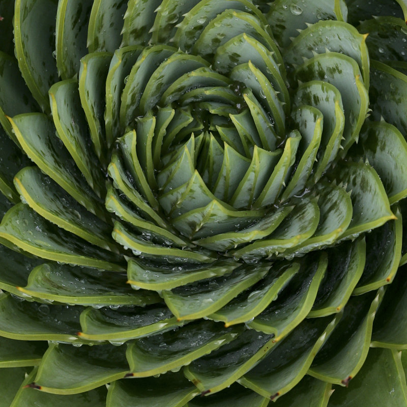 Spiral Leaf Pattern by Marie Stone - Wrapped Canvas Print, 30cm H x 30cm W