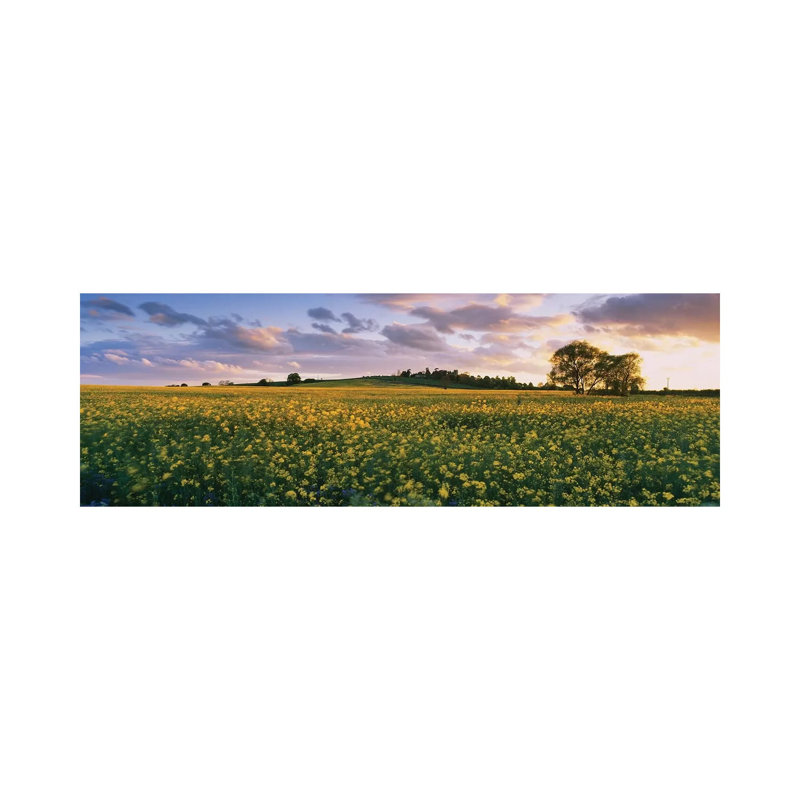 Oilseed Rapes In A Field, St. Leonard's, Holme-On-Spalding-Moor, East Yorkshire, England - Wrapped Canvas Panoramic Print