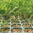 4 Ft. H x 1200 Ft. W Plastic Fencing