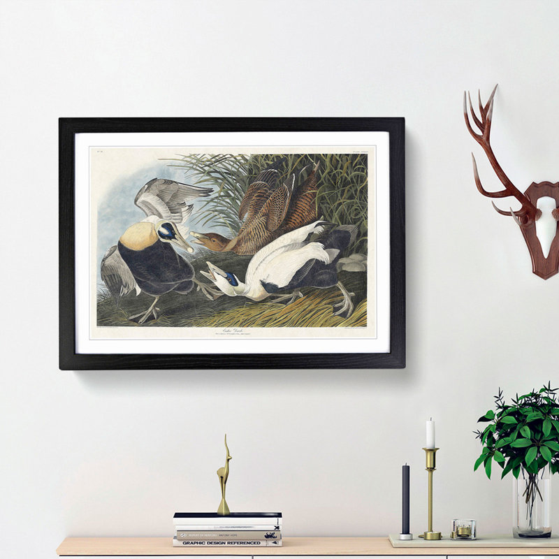 Eider Duck by John Audubon - Picture Frame Painting Print, Black Framed, 36cm H x 48cm W x 2cm D