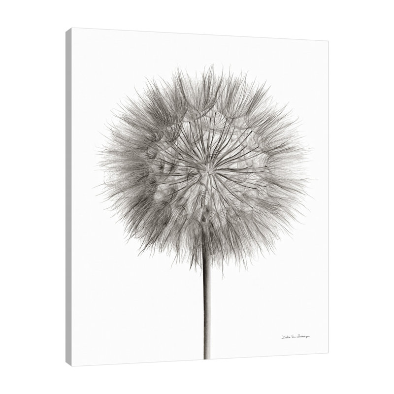 «Dandelion Fluff On White», toile tendue par Debra Van Swearingen, H 15 po x l 12 po x P 1,5 po