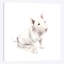 «Bull Terrier», reproduction sur toile-31855324-73214692-73214690