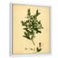 Vintage Plant Life XXV - Décoration murale traditionnelle-59815172-59815176