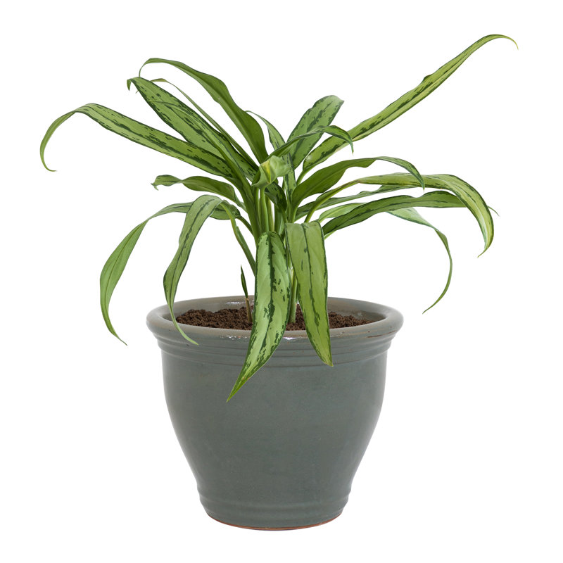Jardinière extérieure Berlina, H 12,5 po x l 15 po x P 15 po, Vert foncé