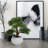 4" Bonsai Tree in Pot