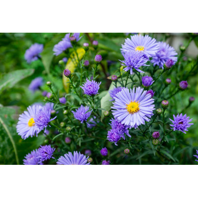 " Aster Flowers "