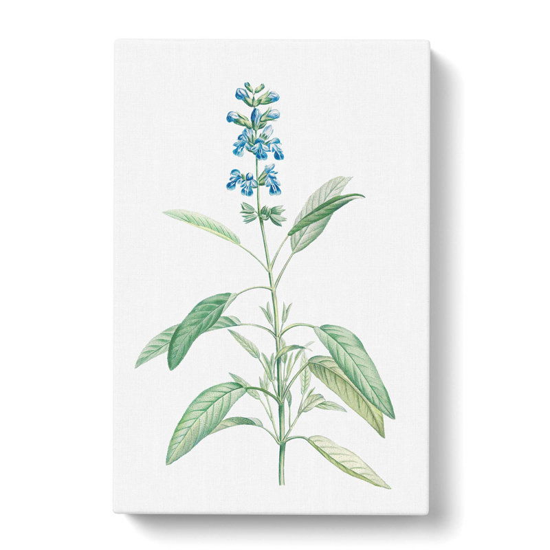 Sage Flowers by Pierre-Joseph Redoute - Wrapped Canvas, 50cm H x 35cm W x 3cm D
