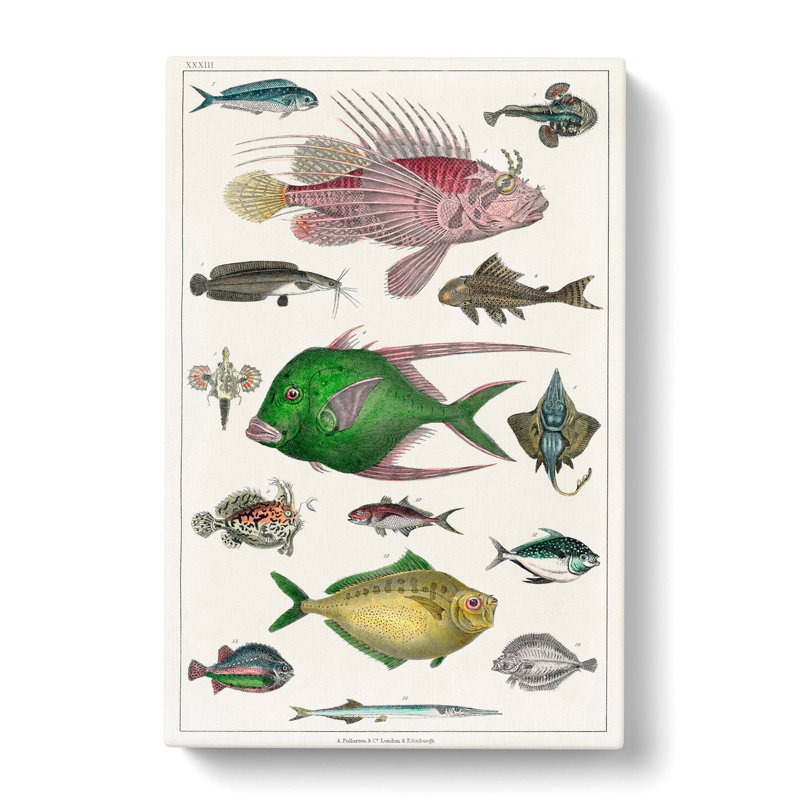 Various Fishes XXXIII by Oliver Goldsmith - Wrapped Canvas Painting Print, 60cm H x 40cm W x 3cm D