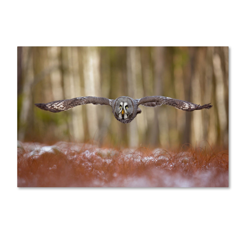 Great Grey Owl Flying Canvas Art Print with Wooden Frame