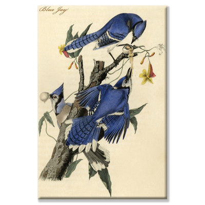 " Blue Jay " by John Audubon