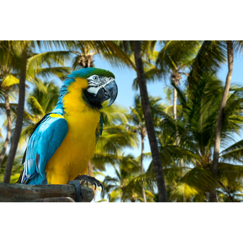 Macaw On The Nature by Filipefrazao - Wrapped Canvas Print, 20cm H x 30cm W x 3.8cm D