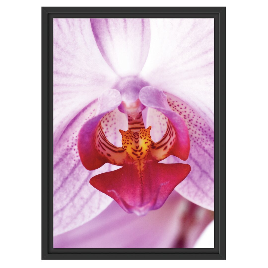 Gerahmtes Wandbild schöne Orchidee