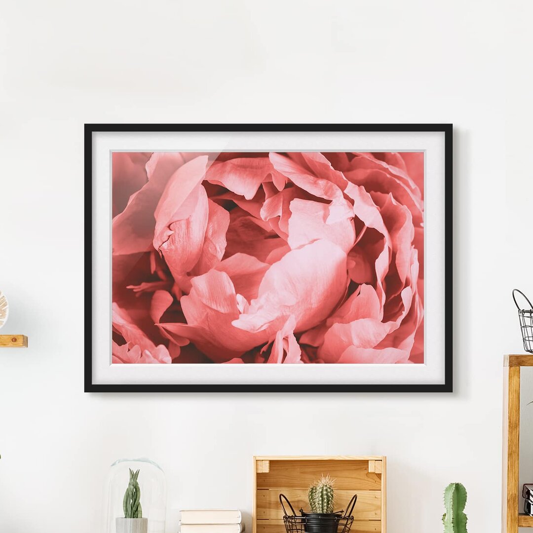 Gerahmter Grafikdruck Peony Blossom Coral