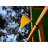 Plastic Flag and Flagpole Set-50480374