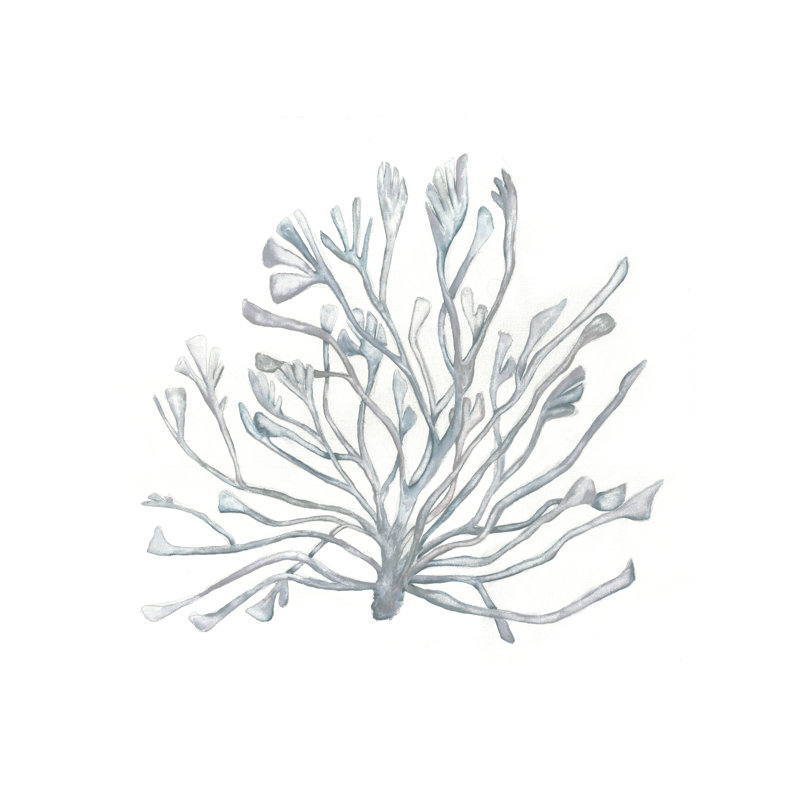 Coral Botanical Grey - Wrapped Canvas Print, 30cm H x 30cm W x 3.8cm D