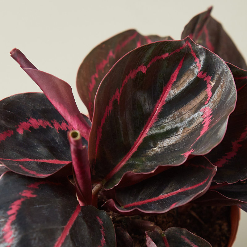 House Plant Shop Live Foliage Plant Low Maintenance Plant Rattan