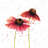 Two daisies - 32"x32" art on canvas