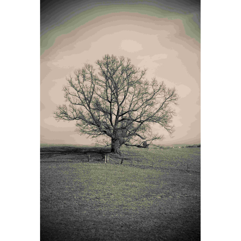 Arbre solitaire - photographie sur toile tendue, H 18 po x l 12 po