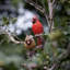 Red Cardinal Couple on branch | Handcrafted Decorative Bird Statue for Home & Garden | Premium Polyresin, Weather-Resistant Indoor/Outdoor Decor