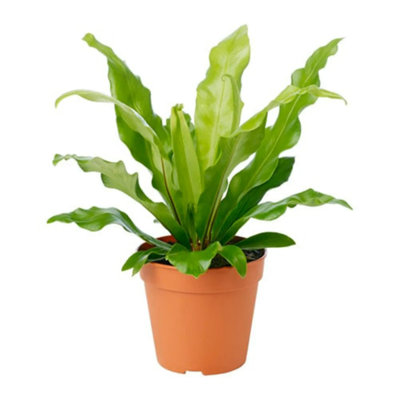 American Plant Exchange Japanese Birds Nest Fern, Easy Care Live Plant, 6-Inch Pot, Pet Safe Tropical Houseplant