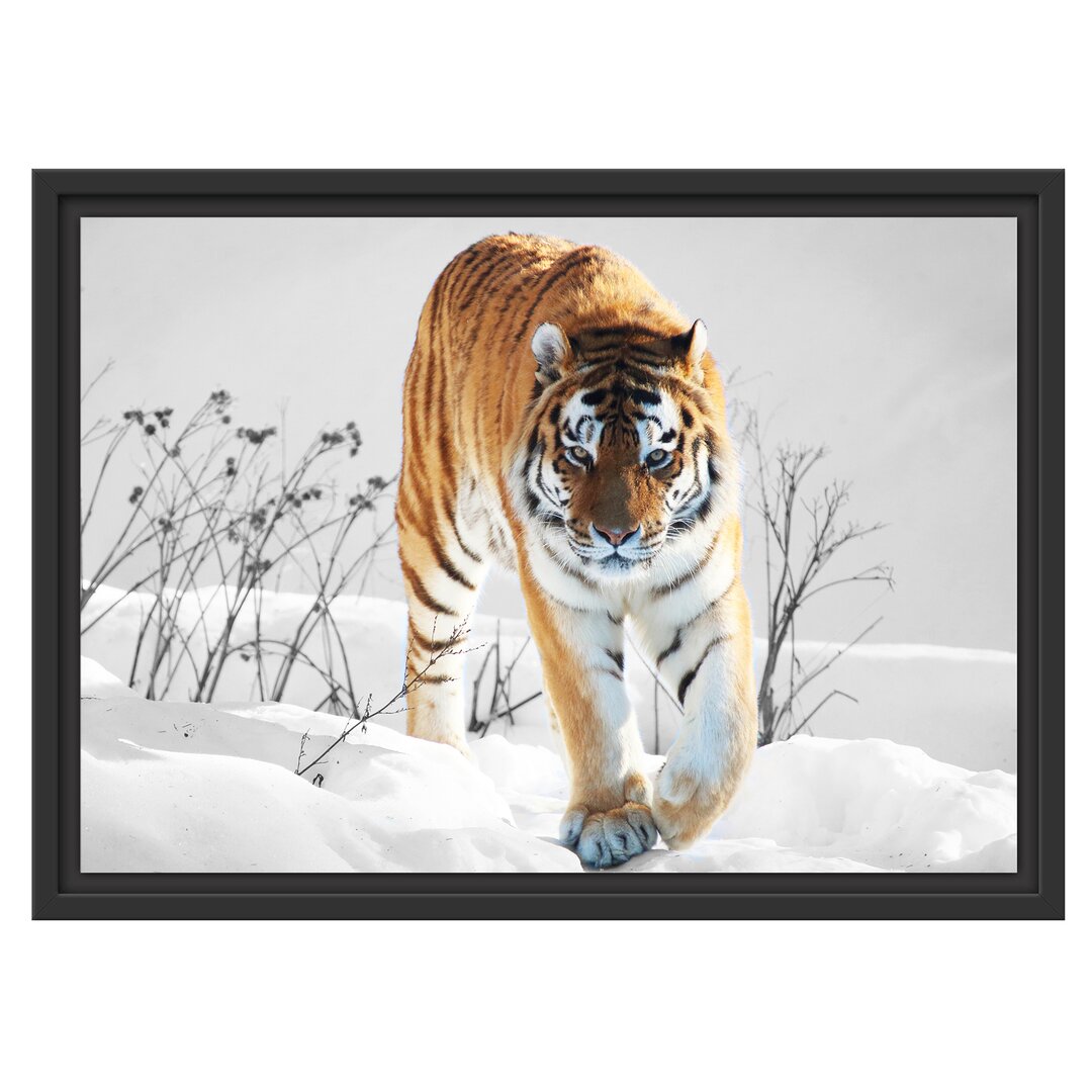 Gerahmtes Wandbild Großer wilder TigerSchnee