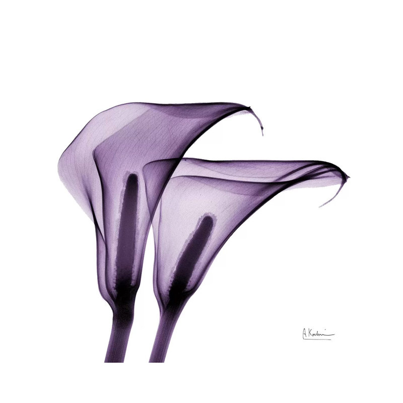 Calla Lilies II by Albert Koetsier - Print on Canvas, 66.04 cm H x 66.04 cm W x 3.175 cm D, Wrapped Canvas