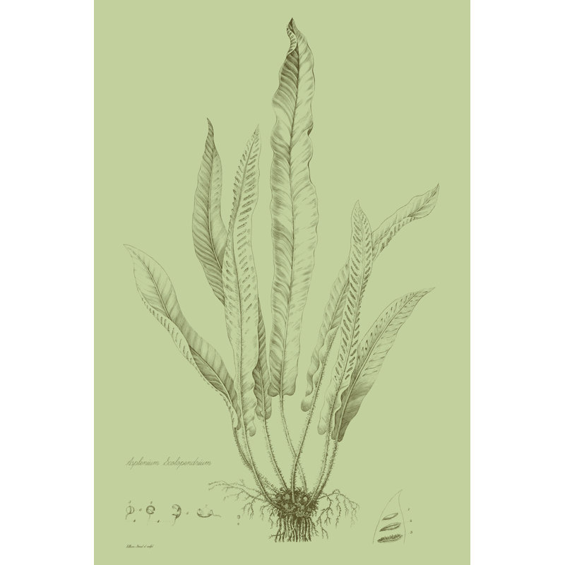Fresh Ferns IV by Curtis - Wrapped Canvas Print, 122cm H x 81cm W