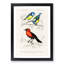 Bird Illustrations PL. 3B by Charles D' Orbigny - Single Picture Frame Painting-55457122-55457126