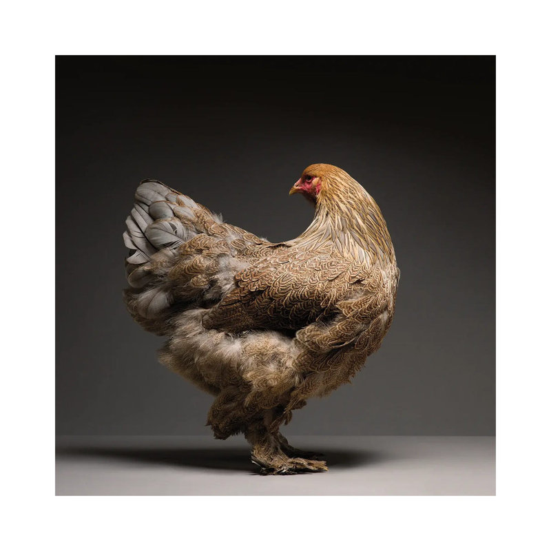 Brahma by CHICken - Wrapped Canvas Print, 93.98 cm H x 93.98 cm W x 1.91 cm D