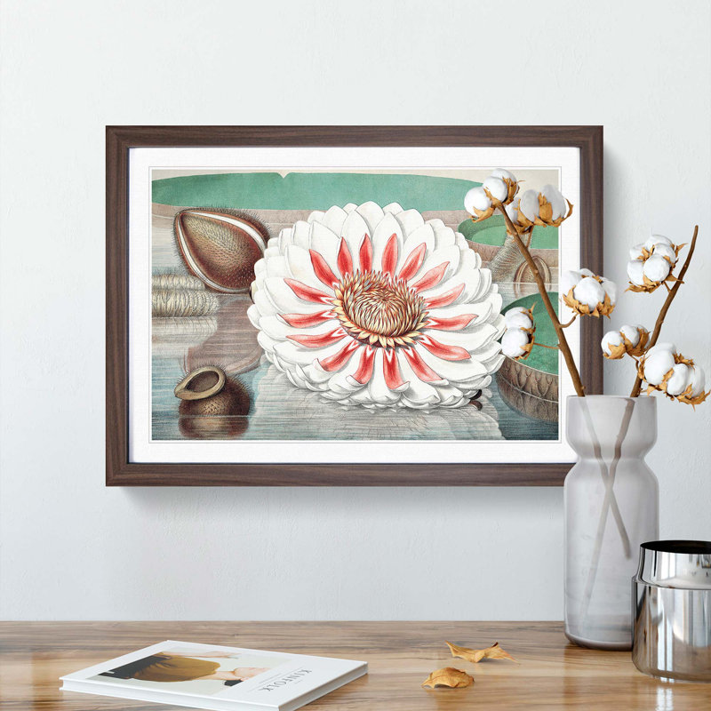 Gigantic Water Lily in Full Bloom by William Sharp - Picture Frame Painting Print, Walnut Framed, 36cm H x 48cm W x 2cm D