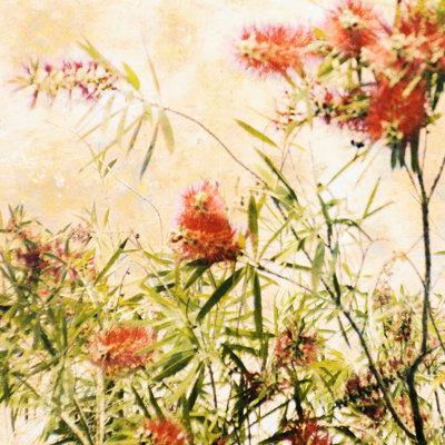 Bottle Brush I - Wrapped Canvas Print