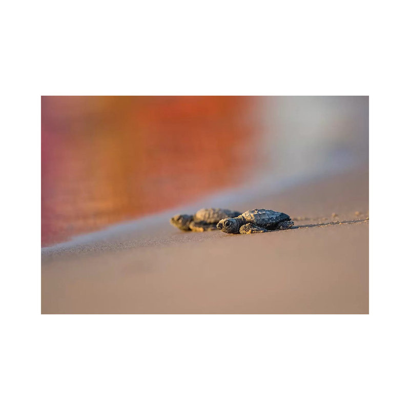 Kemp's Ridley Sea Turtle Hatchling II by Larry Ditto - Wrapped Canvas Print, 20.32 cm H x 30.48 cm W