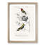Bird Illustrations PL. 5D by Charles D' Orbigny - Single Picture Frame Painting-55457206-55457207