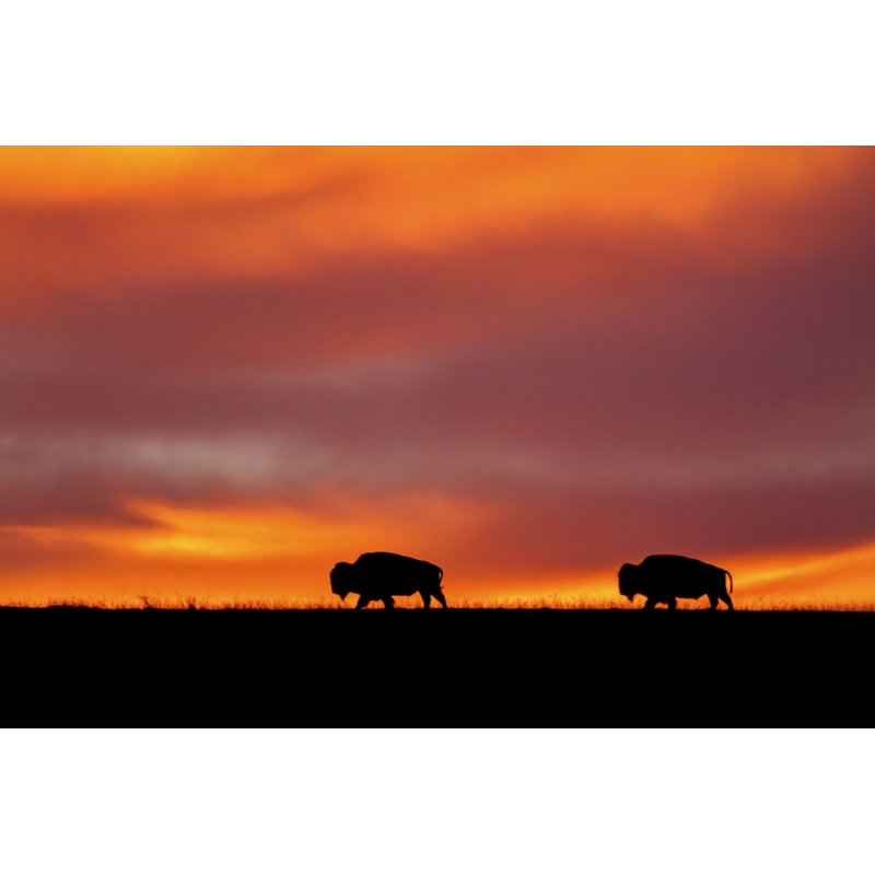 Two Bison Silhouettes At Sunrise by CarbonBrain - Wrapped Canvas Print, 30cm H x 46cm W