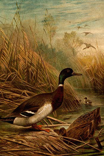 « mallard duck » par f.w. kuhnert, reproduction d’art