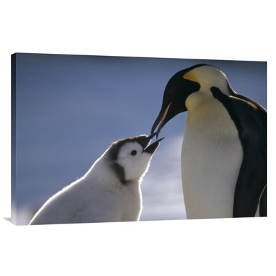 " Emperor Penguin Parent Feeding Chick, Riiser-Larsen Ice Shelf, Antarctica "