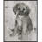 " Paco " by Albena Hristova-23611259-24088046-24422333