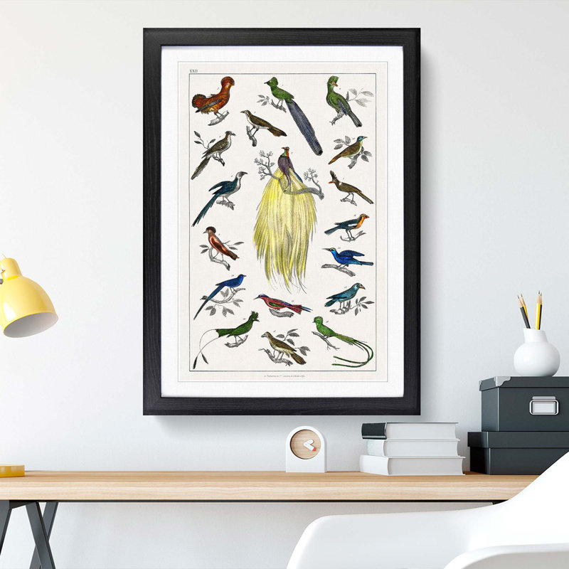Assortment of Birds XXII 1 Piece Single Picture Frame Painting, 45cm H x 33cm W x 2cm D, Black