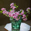 Small Peach Blossom Flower Stem 16.5" Tall-811160631