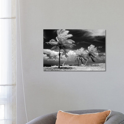 1960s Infrared Scenic Of Tropical Palm Trees Blowing In Storm Florida Keys USA - Wrapped Canvas Print