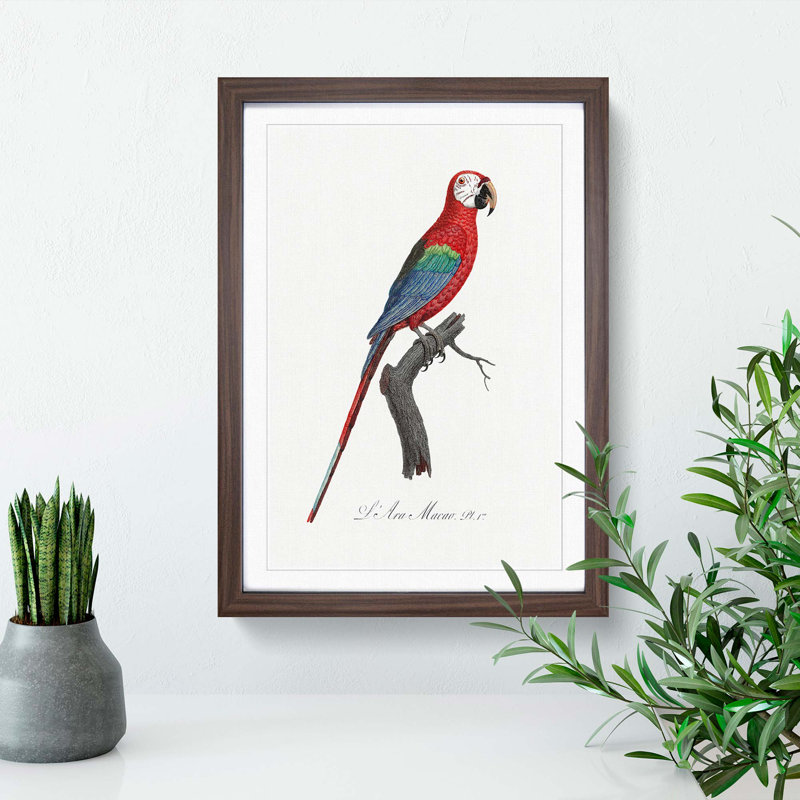 Scarlet Macaw Parrot by F. Levaillant - Picture Frame Painting Print, 65cm H x 48cm W x 2cm D, Walnut Framed