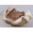 Calyce Clam Sea Shell Life Size Statue