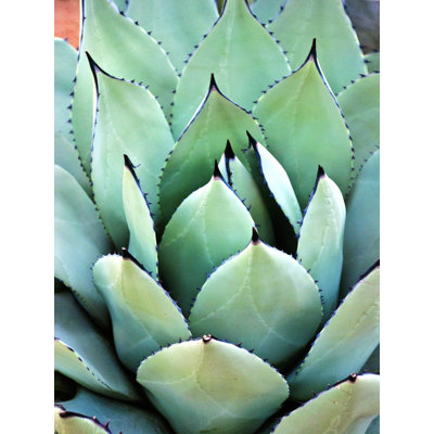 Desert Plant - Wrapped Canvas Print