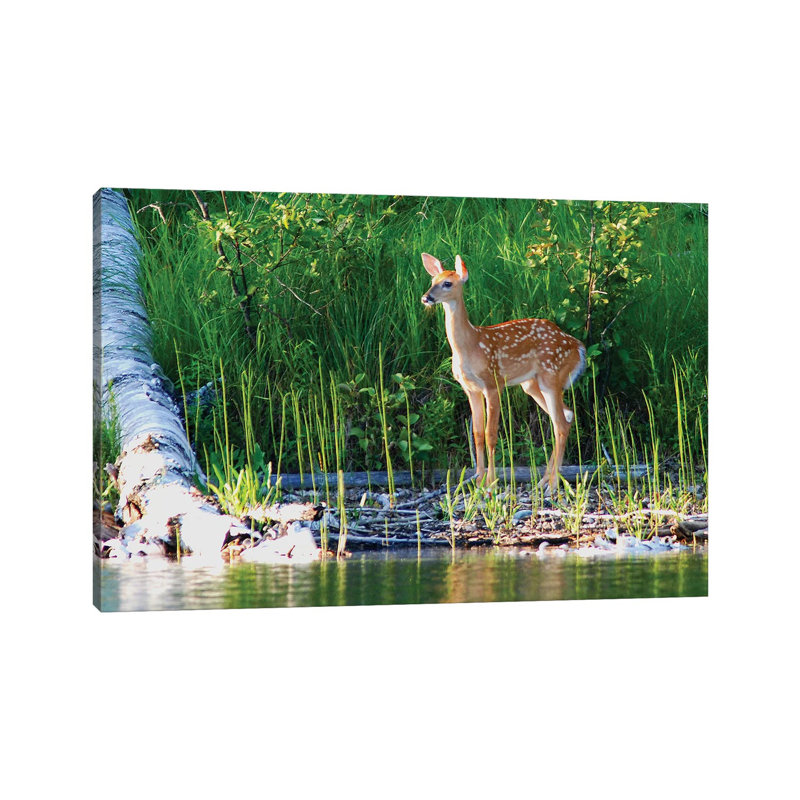 Young Fawn by Brian Wolf - Wrapped Canvas Print