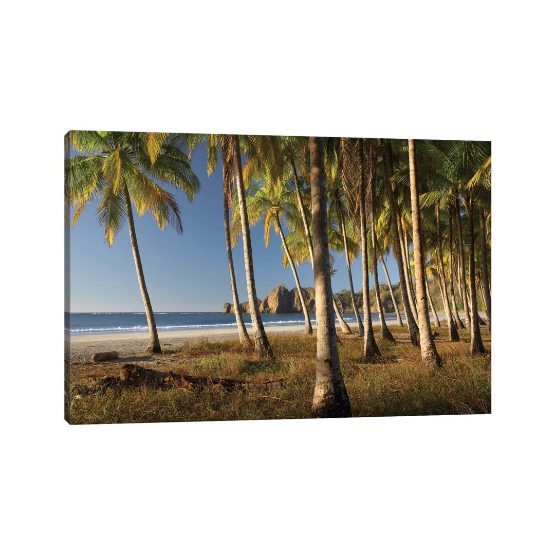 Palms At Playa Carrillo, Guanacaste, Costa Rica by Tim Fitzharris - Wrapped Canvas Print