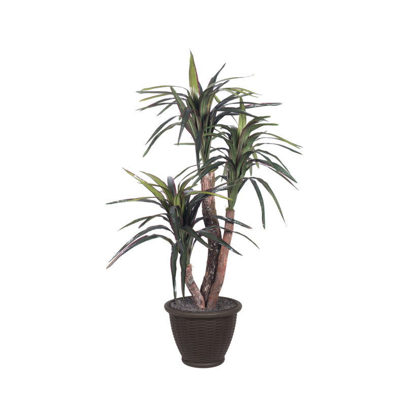 Marginata artificielle extra pleine série, Brun