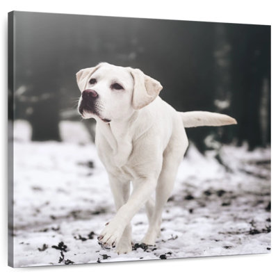 Brampt Labrador Retriever