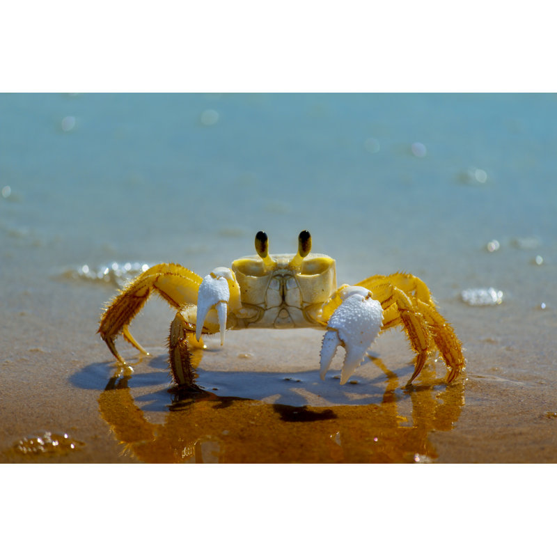 Crab on the beach 1 Piece Wrapped Canvas Wall Art, 81cm H x 122cm W