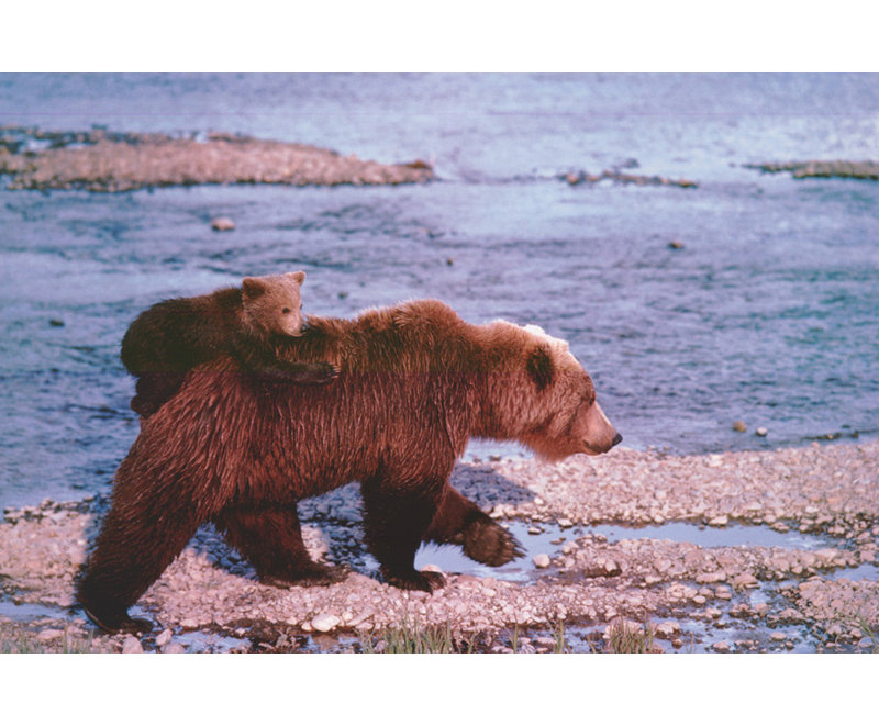 Brown Bear Carrying Cub, Alaska